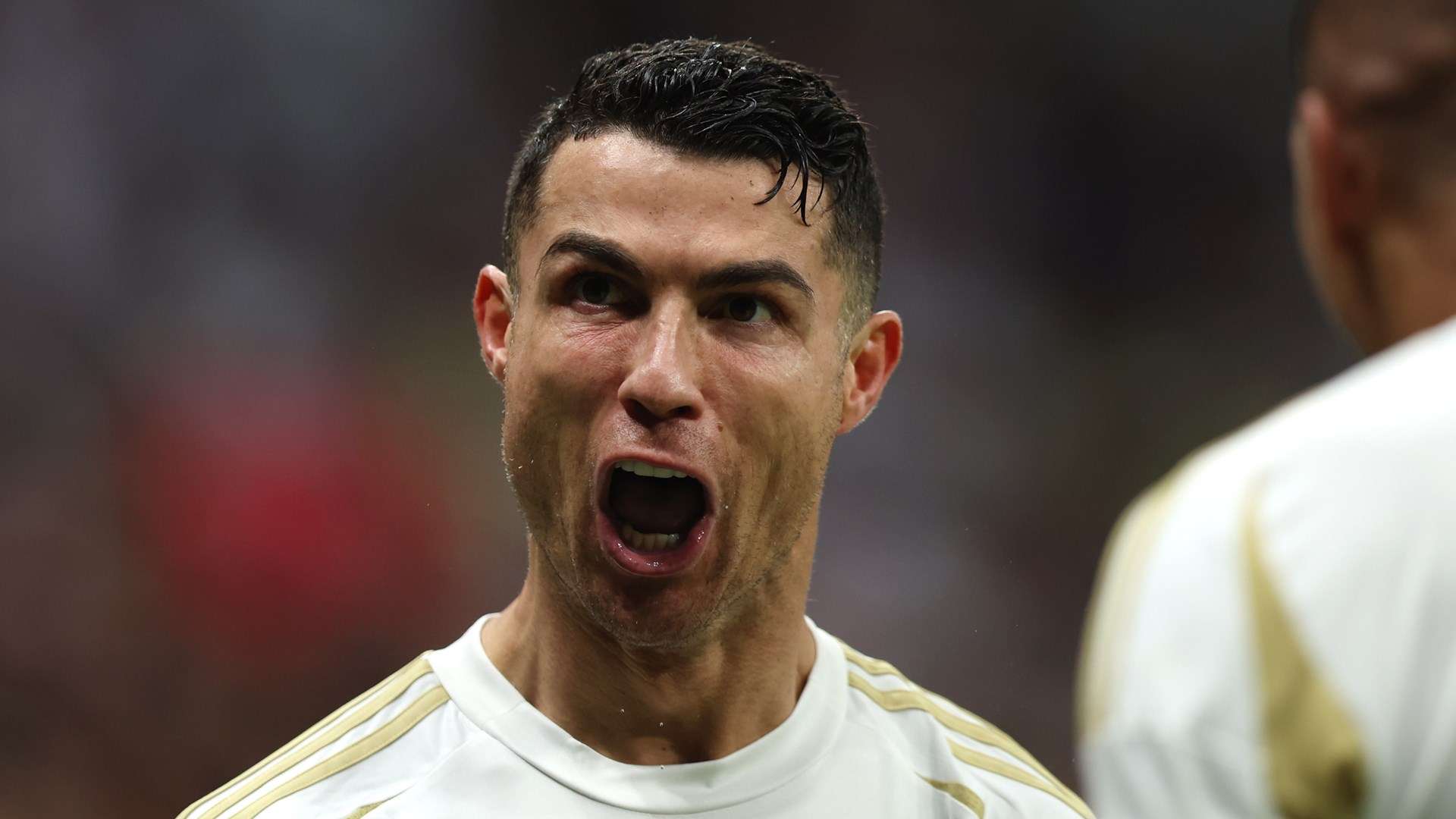 灰熊的整体 灰熊的整体